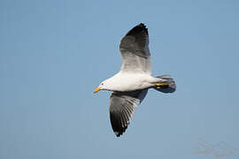 Kelp Gull