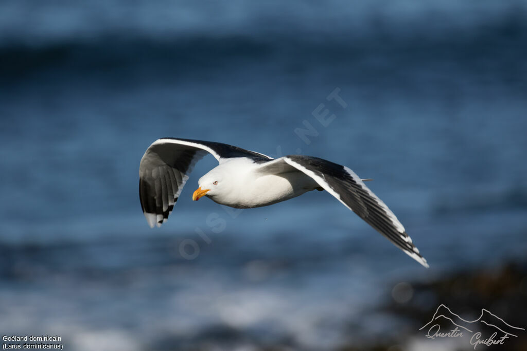 Kelp Gull