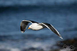 Kelp Gull