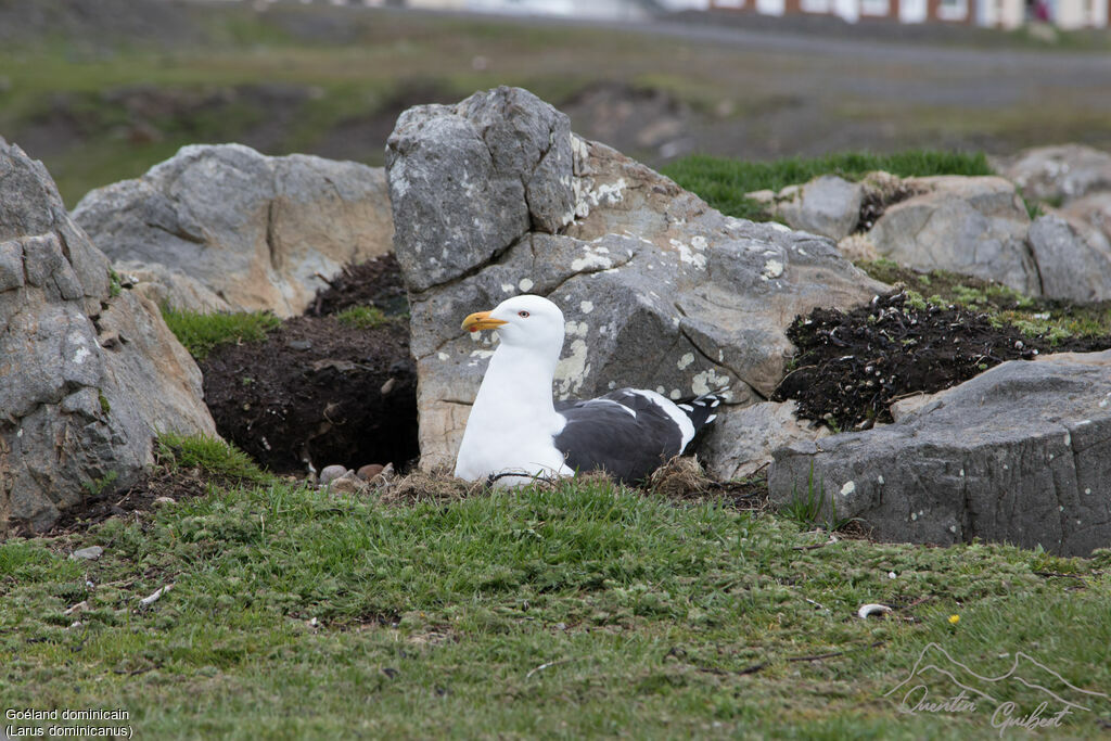 Kelp Gull