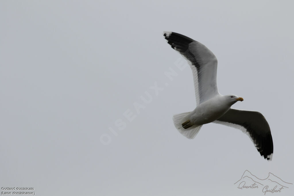 Kelp Gull