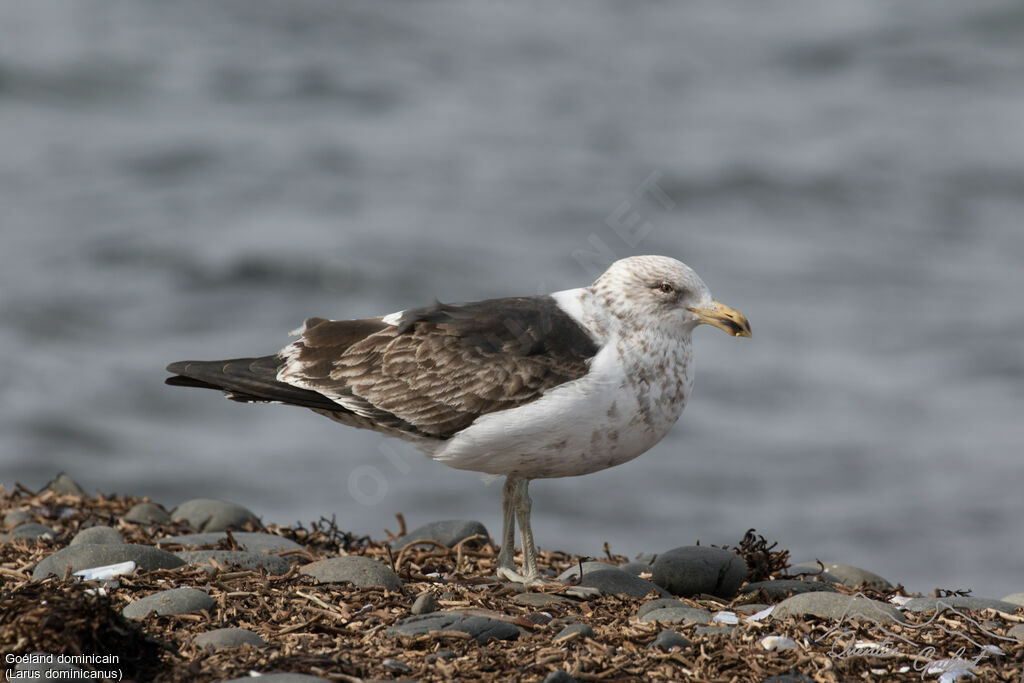 Kelp Gull