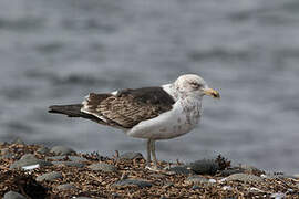 Kelp Gull