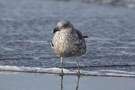 Kelp Gull