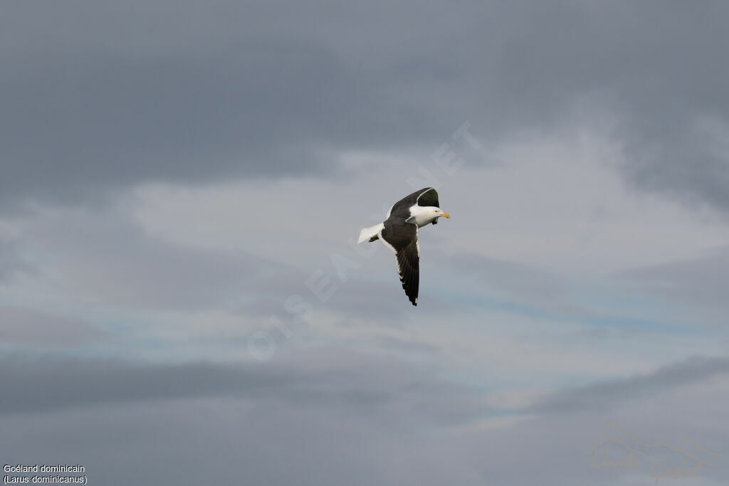 Kelp Gull