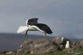 Kelp Gull