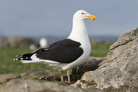 Kelp Gull