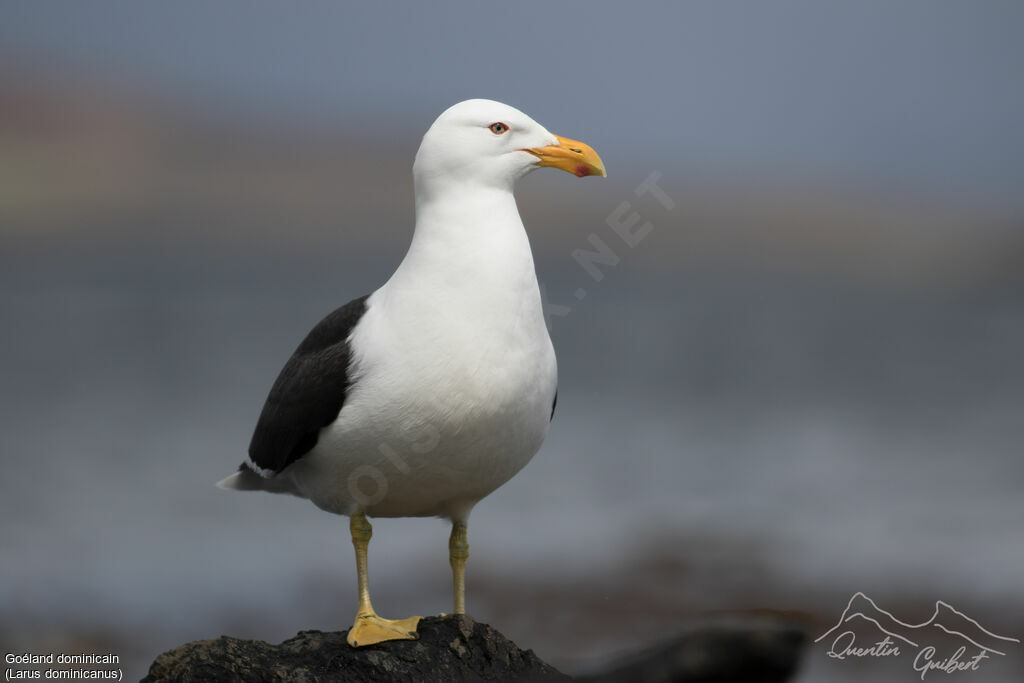 Goéland dominicain