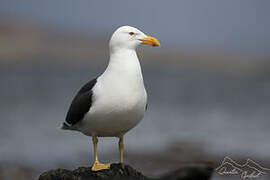 Kelp Gull