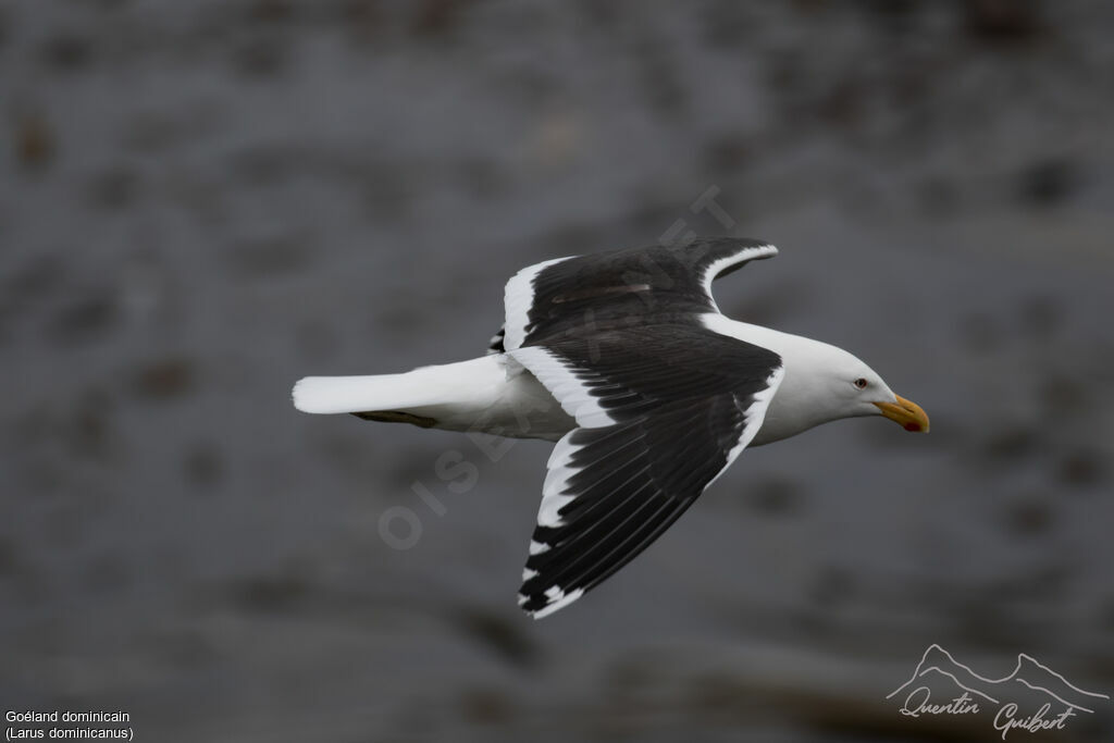 Kelp Gull