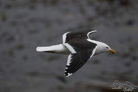 Kelp Gull