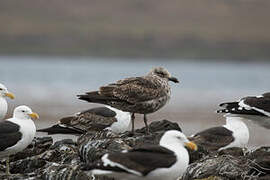 Kelp Gull