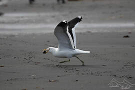 Kelp Gull