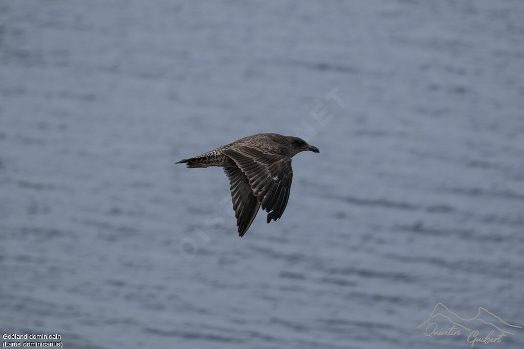 Kelp Gull