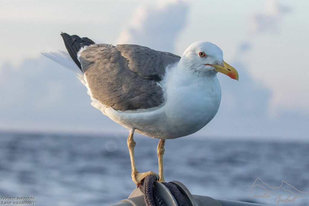 Yellow-legged Gull