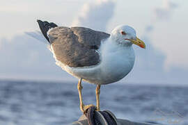 Yellow-legged Gull