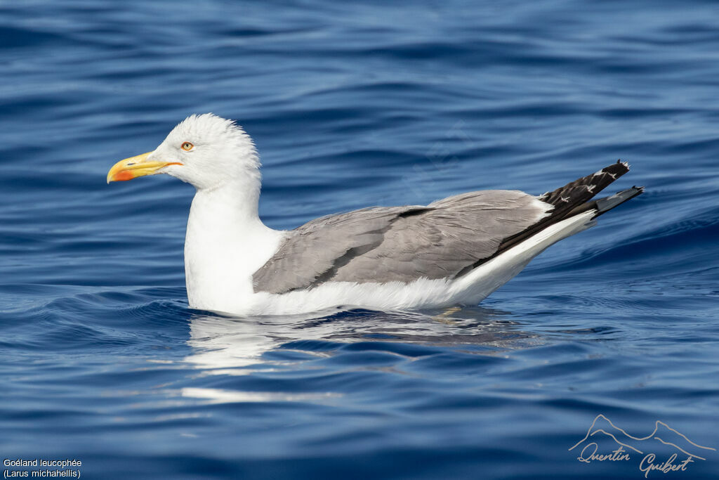 Yellow-legged Gull