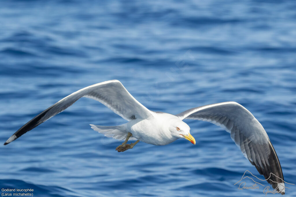 Yellow-legged Gull