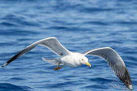 Yellow-legged Gull