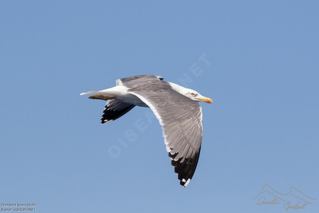 Yellow-legged Gull