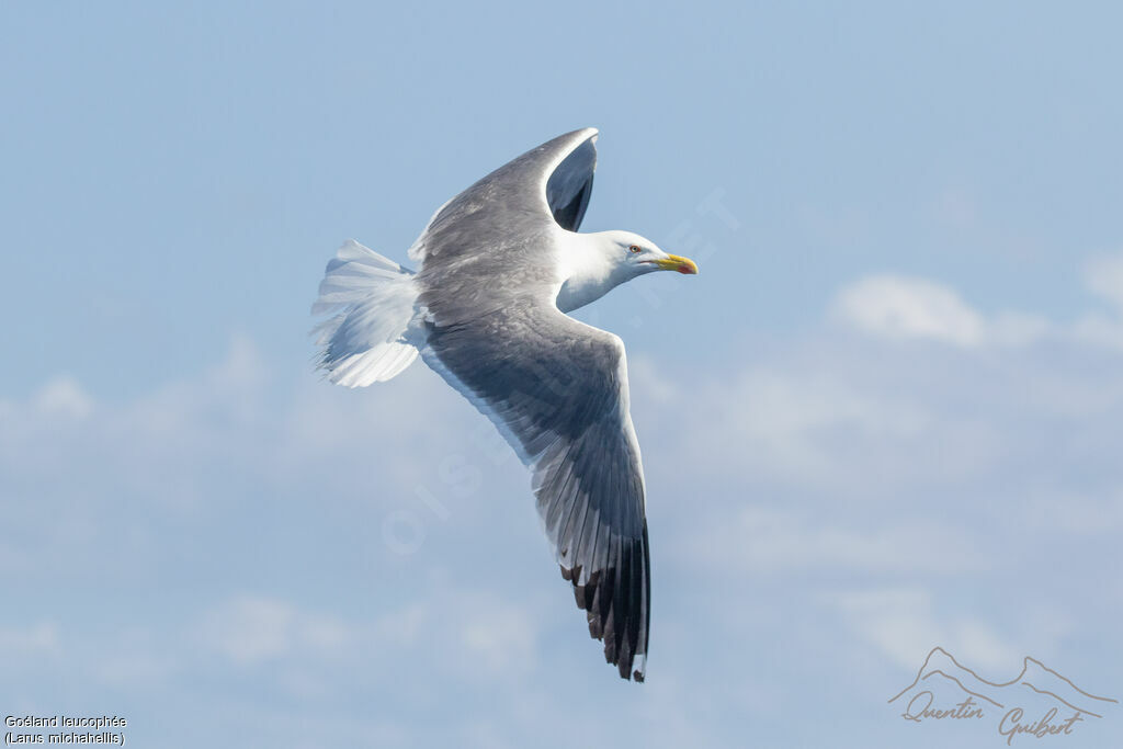 Yellow-legged Gull