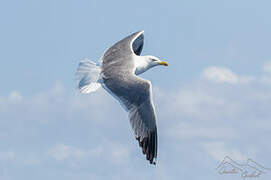 Yellow-legged Gull