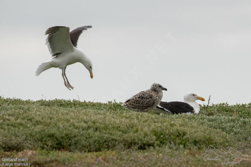 Great Black-backed Gull, Reproduction-nesting