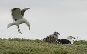 Great Black-backed Gull