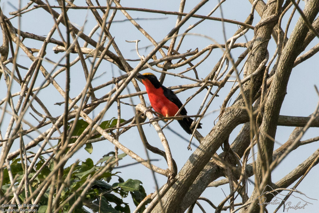 Yellow-crowned Gonolek