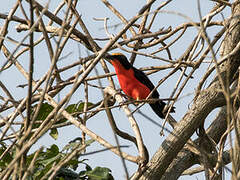 Yellow-crowned Gonolek