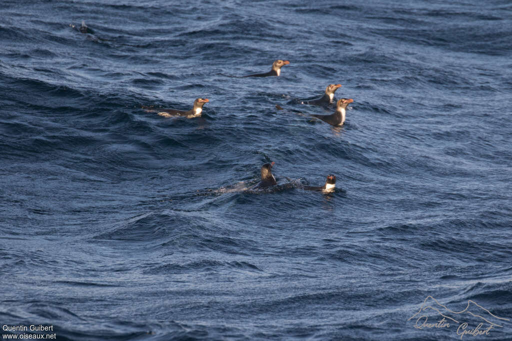 Macaroni Penguin, habitat, swimming