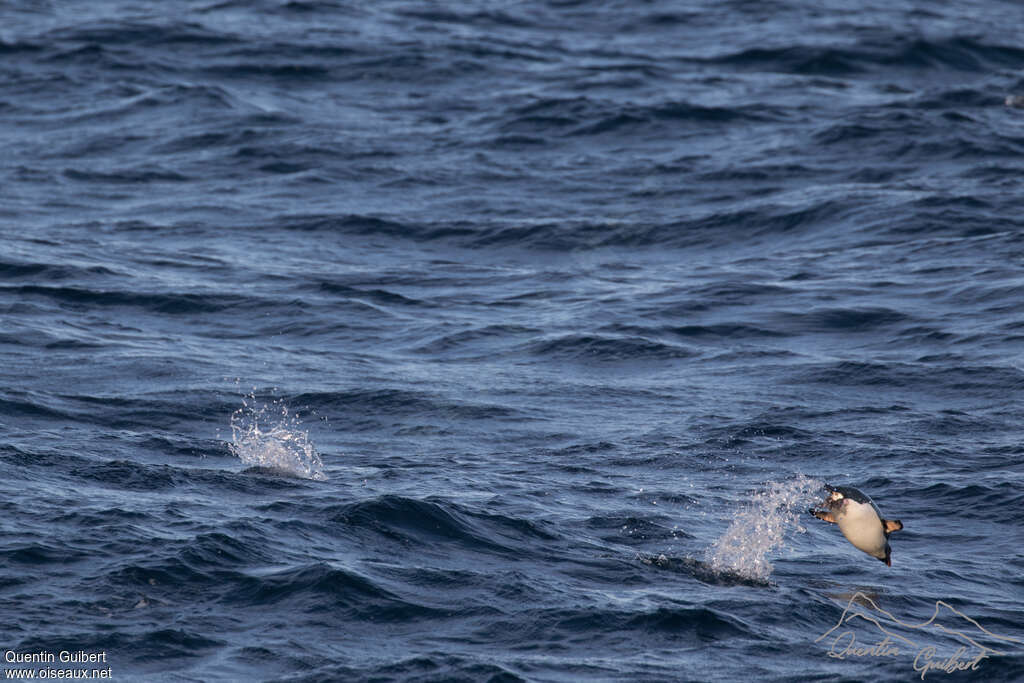 Macaroni Penguin, swimming, Behaviour