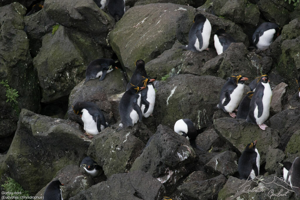 Macaroni Penguin