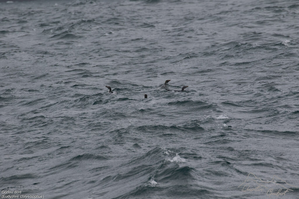 Macaroni Penguin, swimming