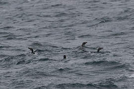 Macaroni Penguin