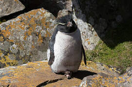 Southern Rockhopper Penguin