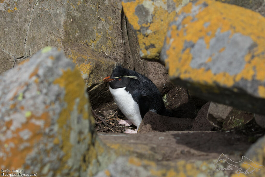 Southern Rockhopper Penguin