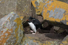 Southern Rockhopper Penguin