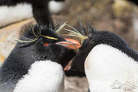 Southern Rockhopper Penguin