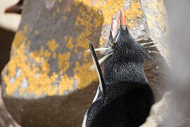 Southern Rockhopper Penguin