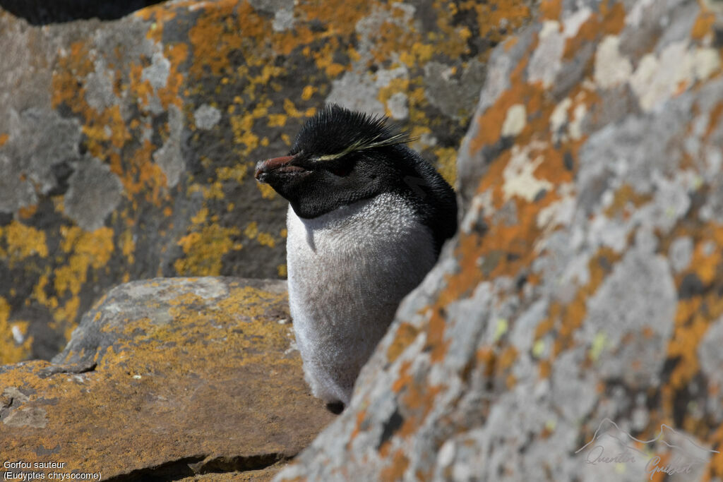 Southern Rockhopper Penguin