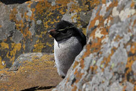 Southern Rockhopper Penguin