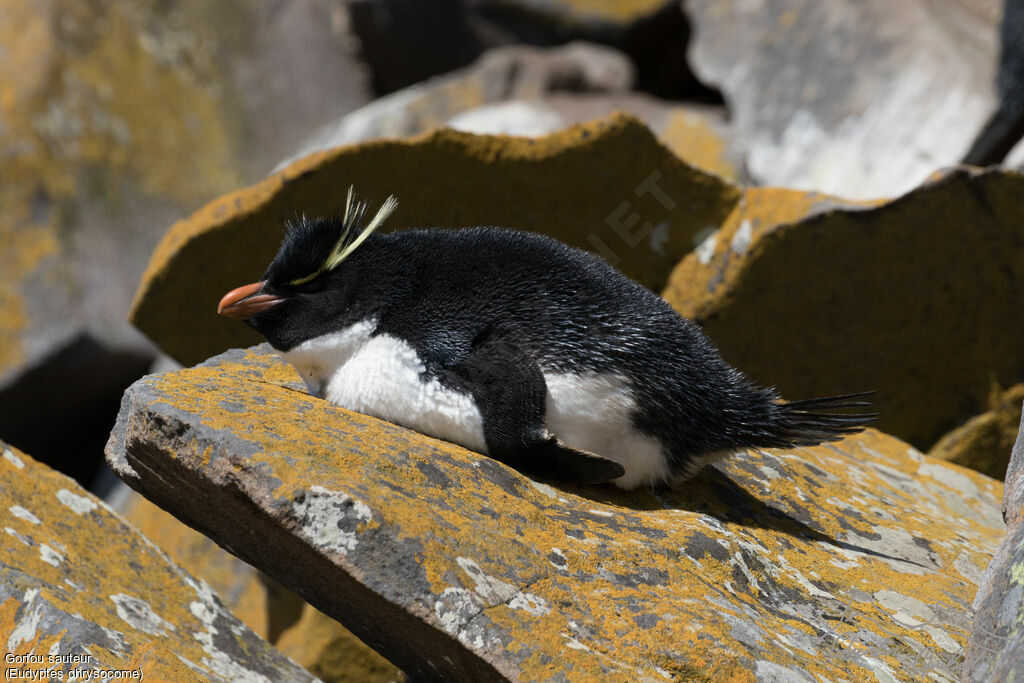 Southern Rockhopper Penguin