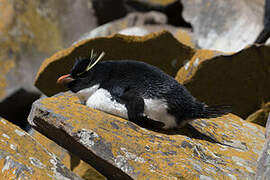 Southern Rockhopper Penguin