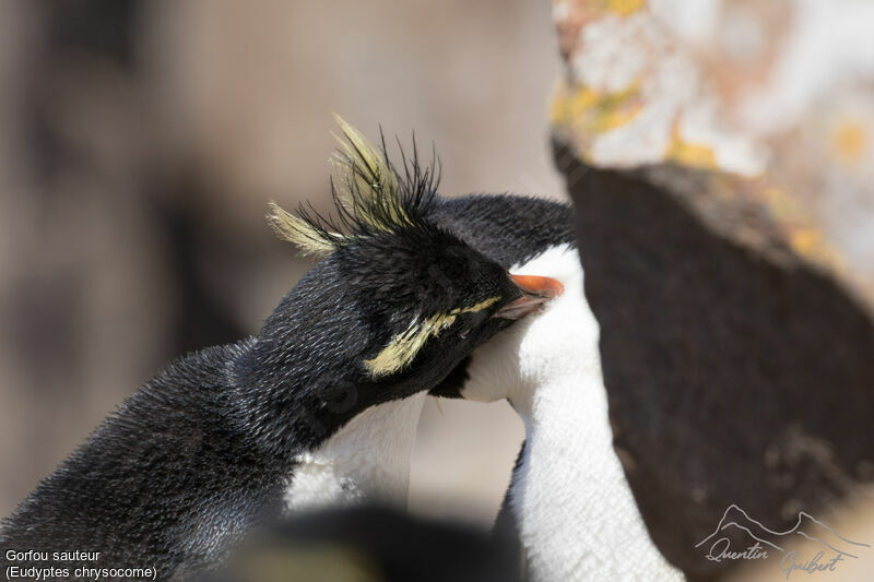 Southern Rockhopper Penguinadult breeding, care