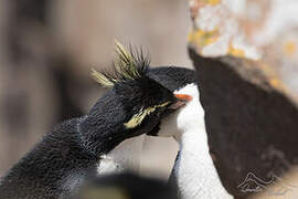 Southern Rockhopper Penguin