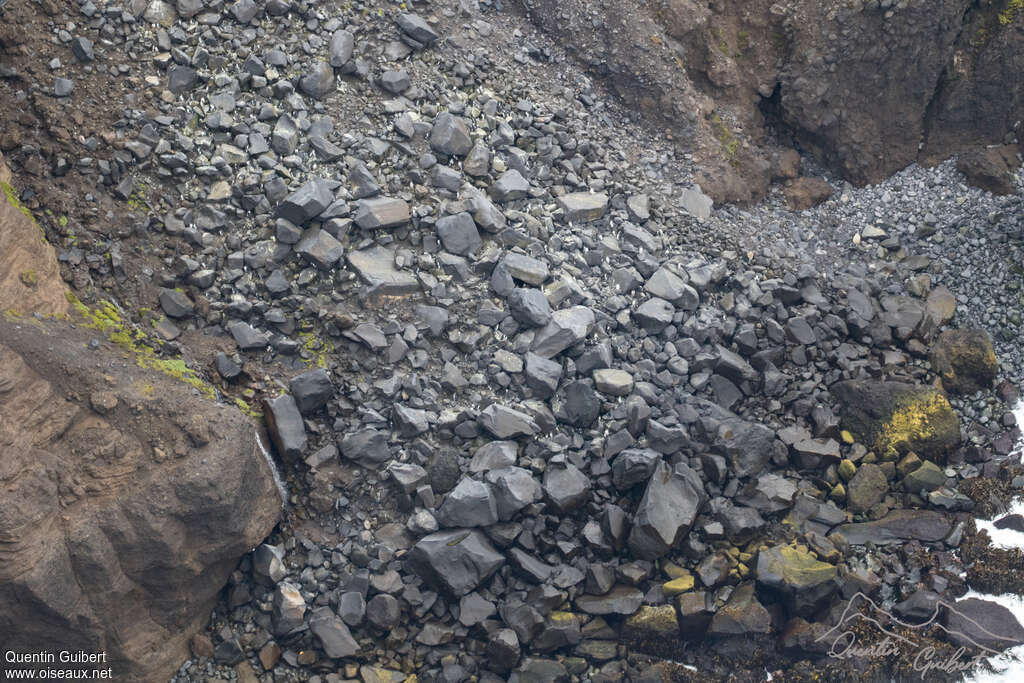 Gorfou sauteur, habitat, Nidification