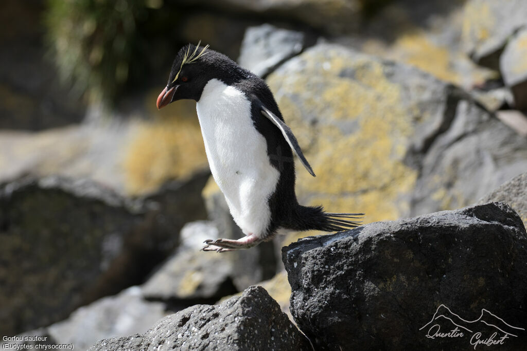 Southern Rockhopper Penguin