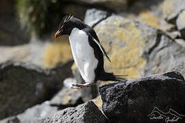 Southern Rockhopper Penguin