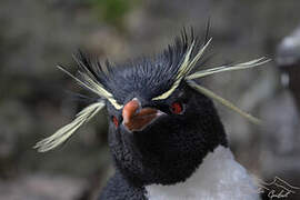 Southern Rockhopper Penguin